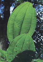 Varios aspectos que muestran la transici�n de la vegetaci�n de los Andes a la Amazon�a.