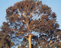 Comunidad arb�rea con la especie Cedrela hoy �mpliamente amenazada.