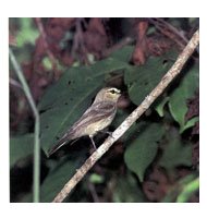 Avifauna de la sierra.