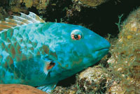 El pez loro azul, uno de los m�s vistosos del medio marino.