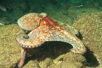 Los calamares expulsan una tinta para confundir al predador y utilizan, como los pulpos, un sistema de propulsi�n a chorro para escapar. Se alimentan de caracoles, crust�ceos y bivalvos.