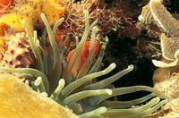 Adheridos al sustrato mediante una base muscular, se alimentan de plancton y sus tent�culos son por lo general urticantes.