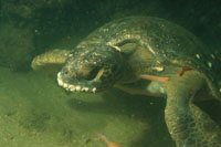 Tortuga caguamo, caracter�stica de las aguas tropicales del oc�ano Pac�fico.