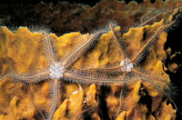 Poseen generalmente cinco brazos muy delgados con los que filtran el alimento, son de h�bitos nocturnos y por lo general est�n asociados a las esponjas.