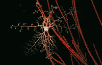 la estrella canasta en las noches despliega sus tent�culos.