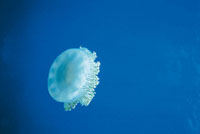 La medusa generalmente tiene brazos o tent�culos que secretan una sustancia venenosa con la cual paralizan a sus presas.