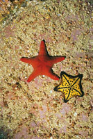 Estrella de mar.