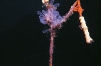 Los tunicados son animales en forma de saco con dos aberturas a trav�s de las cuales entra y sale el agua mientras se alimentan. Algunas especies son coloniales y se unen entre s� mediante conexiones en forma de ra�z.