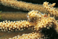 Un goby sobre un octocoral.