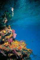 Vista de La Cazuela, al sur de la isla de Gorgona.