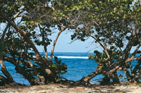 El mar Caribe que hac�a parte del oc�ano Pac�fico, se convirti� en un mar litoral conectado con el Atl�ntico, cuando el istmo centroamericano se levant�, hace unos 30 millones de a�os.