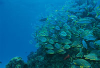 En las tibias aguas del Caribe, Colombia tiene una inmensa riqueza biol�gica y pesquera. En la fotograf�a, un cardumen de roncos.