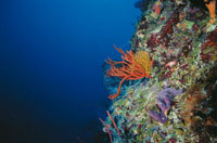 El Caribe est� salpicado de islas, afloramientos y bajos que son colonizados por corales. La barrera arrecifal que se encuentra cerca de la isla de Providencia tiene una longitud de 20 km y es la segunda en extensi�n del Caribe.