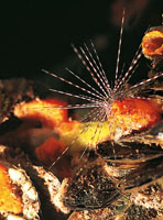 Buena parte de la oferta biol�gica del Caribe colombiano est� representada por 24 especies de equinodermos, como los erizos cuyos cuerpos redondeados est�n totalmente cubiertos con espinas de longitud variable