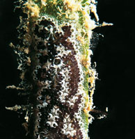 Las praderas de thalassia, cercanas a los litorales colombianos, son llamadas las salacunas del mar, por ser el medio ideal para que muchas especies se desarrollen en sus etapas juveniles o pongan sus huevecillos sobre ellas.