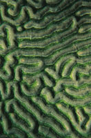 Detalle del coral cerebro.