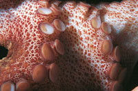 Ventosas del tent�culo de un pulpo, especie que forma parte de los cefal�podos, moluscos con los pies unidos a la cabeza, que se alimentan en las noches de cangrejos, caracoles y langostas.