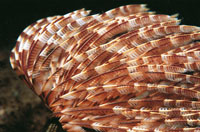 Detalle de los ap�ndices plumosos de un gusano plumero, mediante las cuales capturan su alimento.