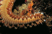 El gusano de fuego, una especie urticante que es un poliqueto -gusano de muchos pies-, que se puede desplazar por el arrecife; se alimenta de p�lipos de coral.