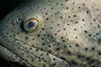 Detalle de un mero guasa, uno de los peces m�s grandes de los arrecifes coralinos; puede llegar a medir tres metros.