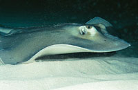 La raya com�n vive siempre sobre fondos arenos; puede llegar a medir hasta 2.4 metros.