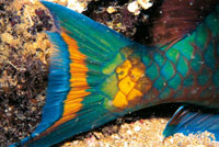 Detalle caracter�stico de la cola del pez loro, uno de los m�s comunes en los arrecifes, cuya longitud m�xima puede ser de 60 cent�metros.