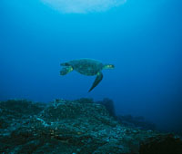 Por su alta pluviosidad y escorrent�a continental, el Pac�fico colombiano no cuenta con las condiciones favorables para el desarrollo masivo de arrecifes coralinos; sin embargo, su topograf�a abrupta favorece la biodiversidad. 
Uno de los fen�menos m�s ca