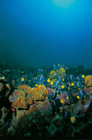 Cardumen de peces �ngel reina ramoneando cerca de Malpelo.