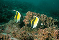 Los restos de una antigua cordillera andina, que por procesos de subducci�n se sumergi� en el mar, se manifiestan en las islas de Gorgona y Gorgonilla, lugares donde hay una abundante fauna marina, que cuenta con ejemplares muy vistosos, como los peces es