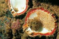 Las ostras tienen dos conchas que fabrican con sus secreciones g�stricas. En el Pac�fico hay varias especies localizadas especialmente cerca de las zonas mangl�ricas.