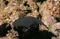 Pez tamborero del Pac�fico.