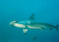 El tibur�n martillo, que est� en la c�spide de la cadena tr�fica, es uno de los grandes predadores; se alimenta de peces pel�gicos y su principal h�bitat est� cerca de las islas de Malpelo y Gorgona.