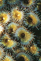 Los zooanthidios tienen un crecimiento muy r�pido y se localizan en lugares donde abundan los nutrientes, generalmente sobre corales muertos.