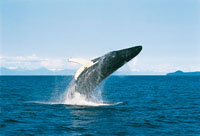 La ballena yubarta o ballena jorobada hace largas traves�as desde las fr�as aguas de los polos hasta las zonas tropicales, donde se aparea y nacen sus cr�as. Cerca de las islas de Gorgona y Malpelo y en la ensenada de Utr�a, los machos efect�an una serie