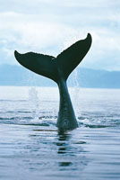 Los cient�ficos han descubierto que las manchas de la cola de las ballenas jorobadas son totalmente distintas en cada una de ellas, gracias a lo cual ha sido posible identificarlas y rastrear sus h�bitos migratorios.