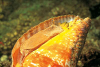 Los caracoles, especies sumamente fr�giles por carecer de esqueleto interno, fabrican su propia concha como forma de protecci�n. En muchas ocasiones estas conchas, despu�s de abandonadas, son utilizadas como hogar por los cangrejos ermita�os.