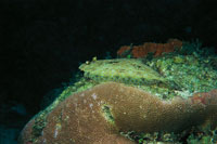 Quiz�s una de las caracter�sticas m�s notables del pez lenguado, es su capacidad para adquirir los colores del lugar donde se encuentra; puede simular extraordinariamente bien el color y la textura de los fondos arenosos.