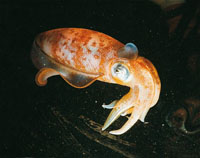 Los pulpos y los calamares, mediante un sofisticado sistema nervioso, pueden simular muy bien los colores y las texturas del medio donde se encuentran. Adem�s de sus tent�culos, utilizan un sistema de propulsi�n a chorro para desplazarse y cuando se sient