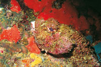 La m�xima expresi�n del mimetismo es el pez piedra que vive esperando a sus v�ctimas entre los fondos rocosos. En las espinas de su aleta dorsal tiene un poderoso.