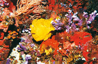 La forma que puede tomar el pez antenario o pez sapo para camuflarse, es la de una esponja y a la vez utiliza su antena para llamar la atenci�n de su presa.