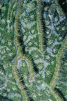 En el Caribe colombiano hay m�s de 85 especies de corales p�treos; sus p�lipos, que son considerados como un conjunto, hacen de ellos los mayores constructores de edificios coralinos del oc�ano, mediante alianzas con las algas. 
Detalle de p�lipo de coral