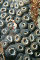 Un peque�o camar�n entre los p�lipos de un coral Montrastrea cavernosa.