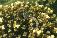 El caballito de mar es otro de los habitantes del oc�ano que tiene una gran facilidad para mimetizarse, especialmente entre los corales blandos, a los que se adhiere mediante la cola.