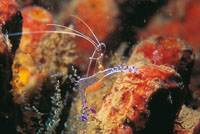 Los camarones limpiadores poseen vistosos cuerpos y largas antenas. En ocasiones es posible observar, a trav�s de los cuerpos transparentes de algunas especies, los huevecillos que transportan.
