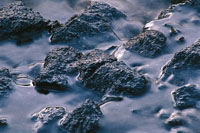 En las costas rocosas de la isla de Gorgona, en noches de luna llena, las hembras del pez agujo desovan y posteriormente, sobre esta capa viscosa, los machos liberan su esperma.