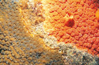 Todo lo que ocurre en los fondos oce�nicos de la provincia ner�tica es sorprendente y maravilloso; en muchas oportunidades, para colonizar los espacios, se presentan competencias dram�ticas; algunas de ellas ocurren entre las esponjas y los corales.