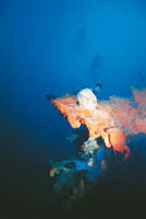 Muchas de las instituciones encargadas de la protecci�n del medio marino, realizan grandes esfuerzos por recuperar la vida en algunos lugares; entre las pr�cticas que han dado muy buenos resultados, est� la de colocar en el fondo del mar, restos de materi