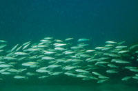 Gracias a sus dominios mar�timos, Colombia posee una inmensa riqueza pesquera que, con un adecuado manejo y protecci�n, formar� parte de sus m�s importantes recursos renovables.