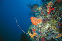 El gobierno de Colombia ha establecido, como estrat�gicos, una serie de ecosistemas mar�timos y oce�nicos y los ha clasificado en diversas categor�as para regular los procesos extractivos. 
Ecosistema caracter�stico del Caribe.