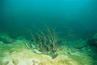 El exceso de nutrientes arrastrados por los r�os ha causado un grave perjuicio en los arrecifes coralinos de la costa caribe colombiana, por lo que las autoridades ambientales han comenzado a estudiar la forma de recuperar estos ecosistemas.